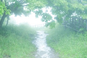 https---www.pakutaso.com-assets_c-2015-08-TSU863_kirinosaki-thumb-1000xauto-18864